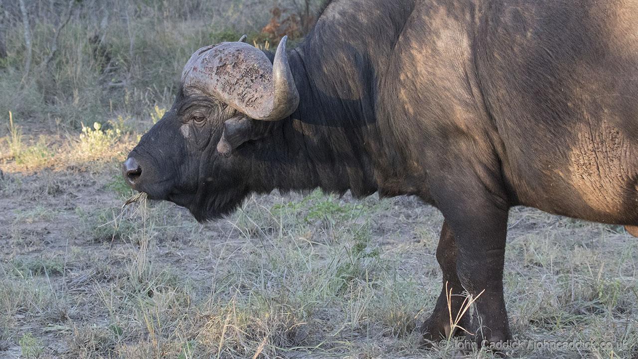 African Buffalo