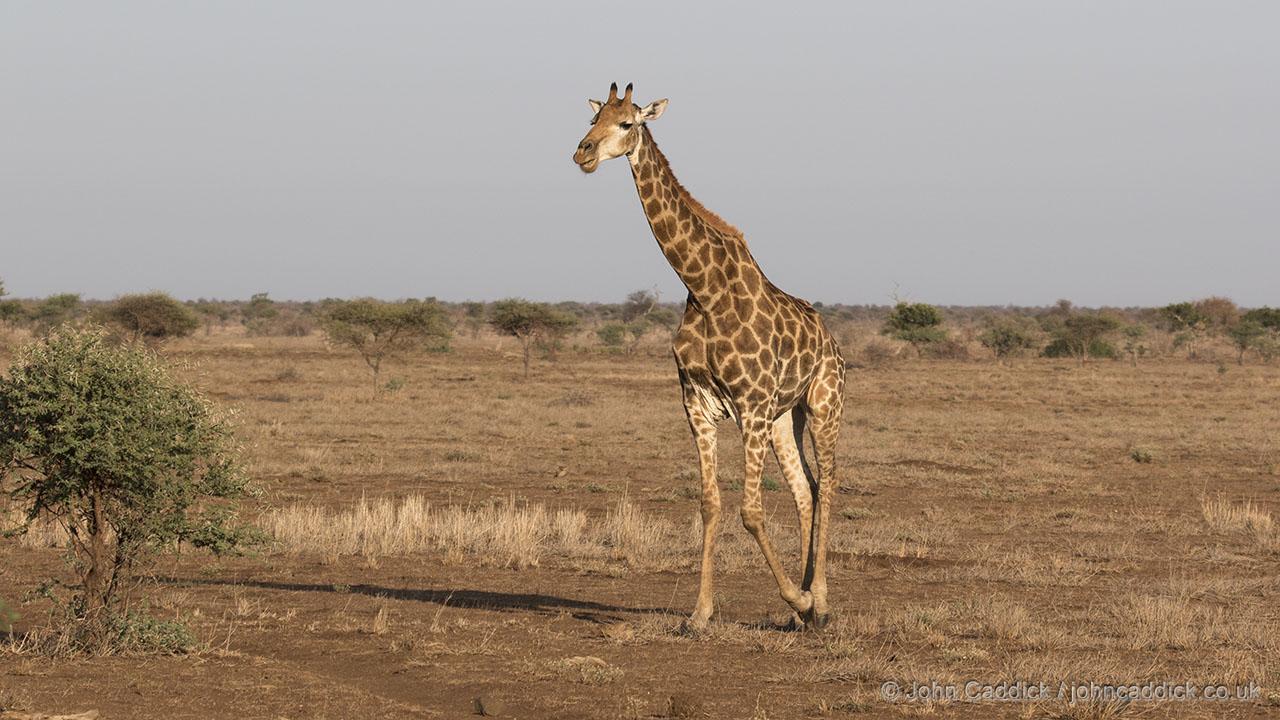 Giraffe