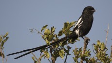 Magpie Shrike