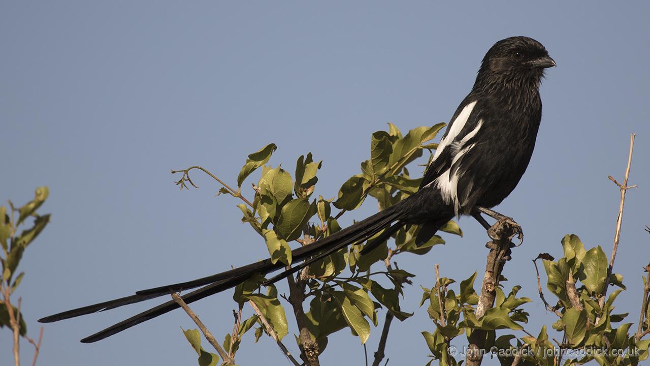 Magpie Shrike