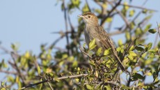 Rattling Cisticola