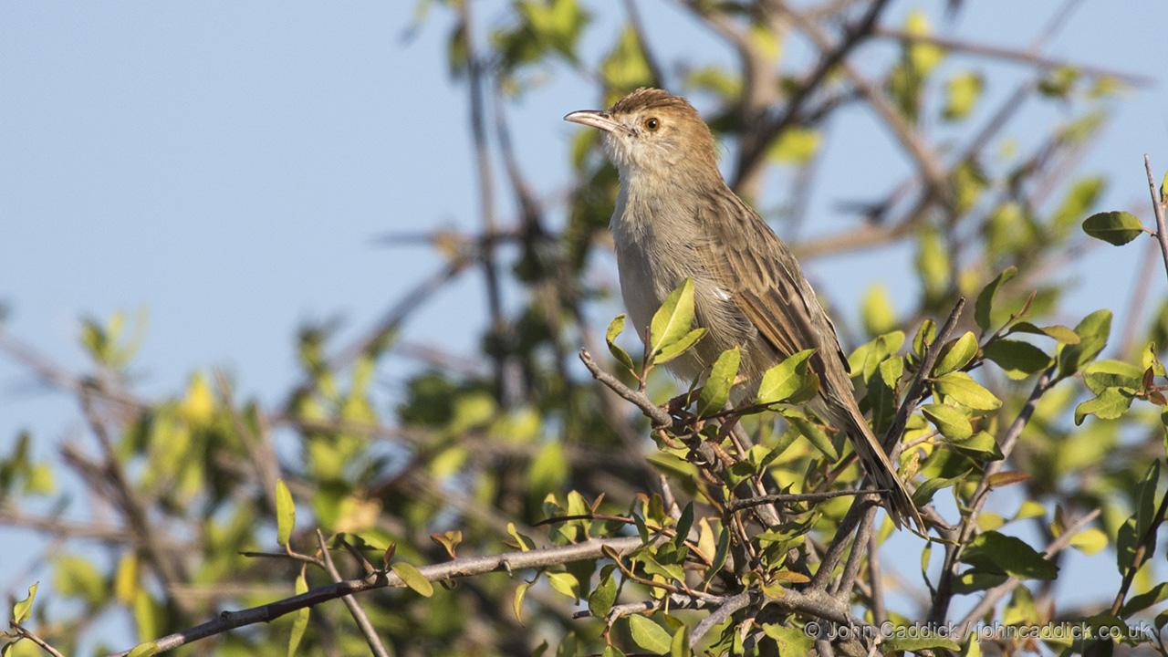 Rattling Cisticola