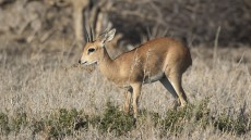 Steinbuck