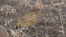 Swainson’s Spurfowl