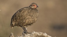 Swainson’s Spurfowl