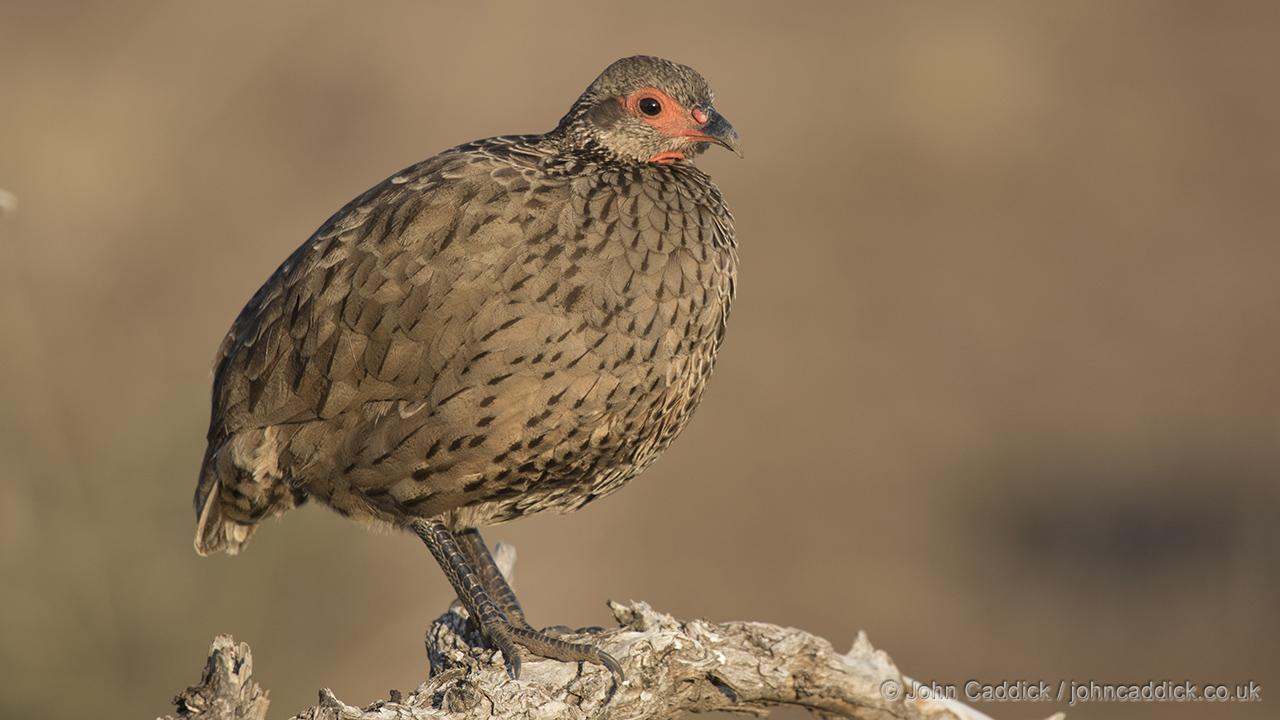 Swainson’s Spurfowl