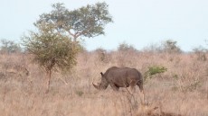 White Rhinoceros