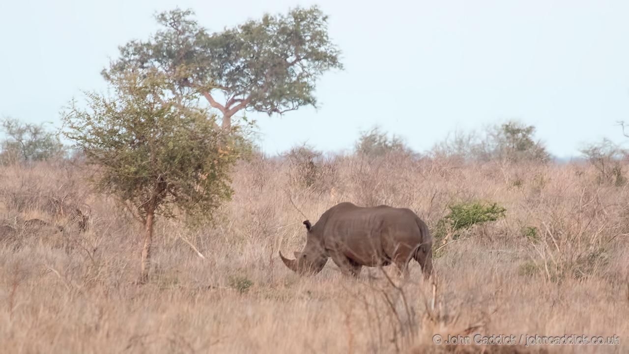 White Rhinoceros