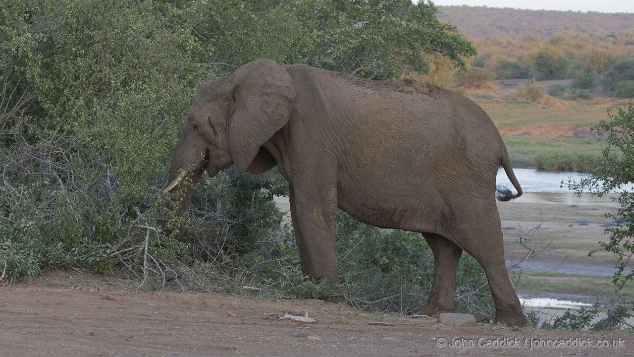 African Elephant