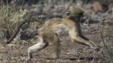 Chacma Baboon