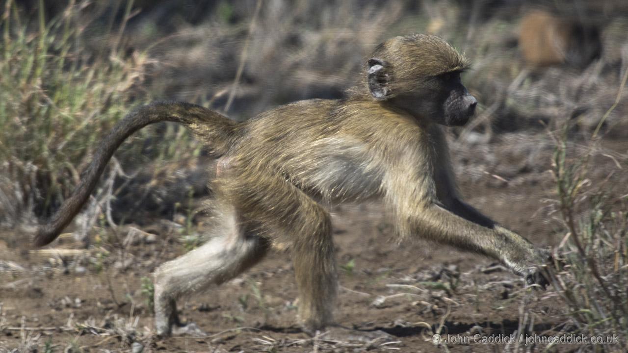 Chacma Baboon