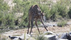 Giraffe