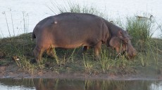 Hippopotamus