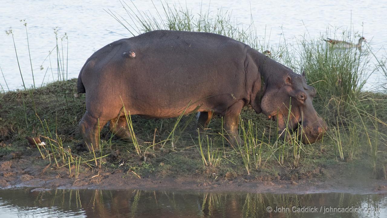 Hippopotamus