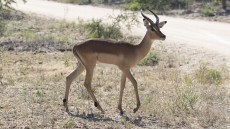 Impala