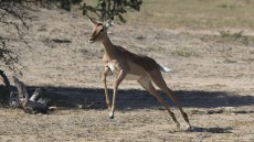 Impala