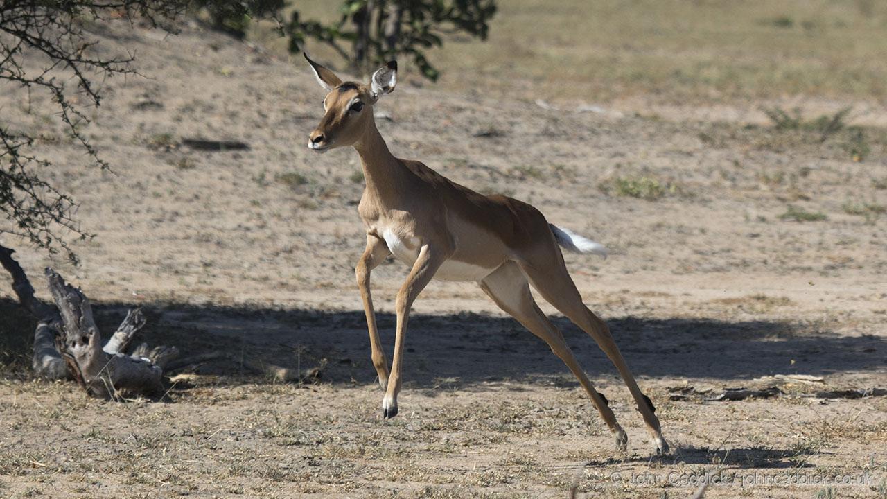 Impala