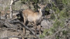 Waterbuck