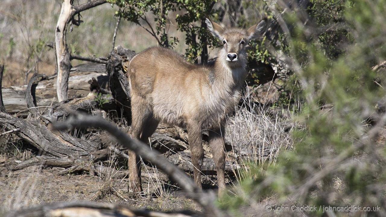 Waterbuck