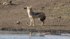 Black-backed Jackal