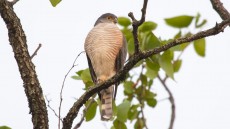 Little Sparrowhawk
