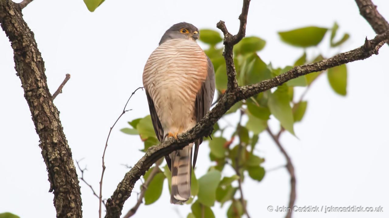 Little Sparrowhawk