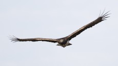 Martial Eagle