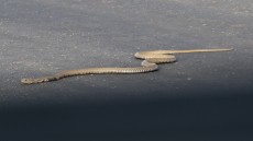 Mozambique Spitting Cobra