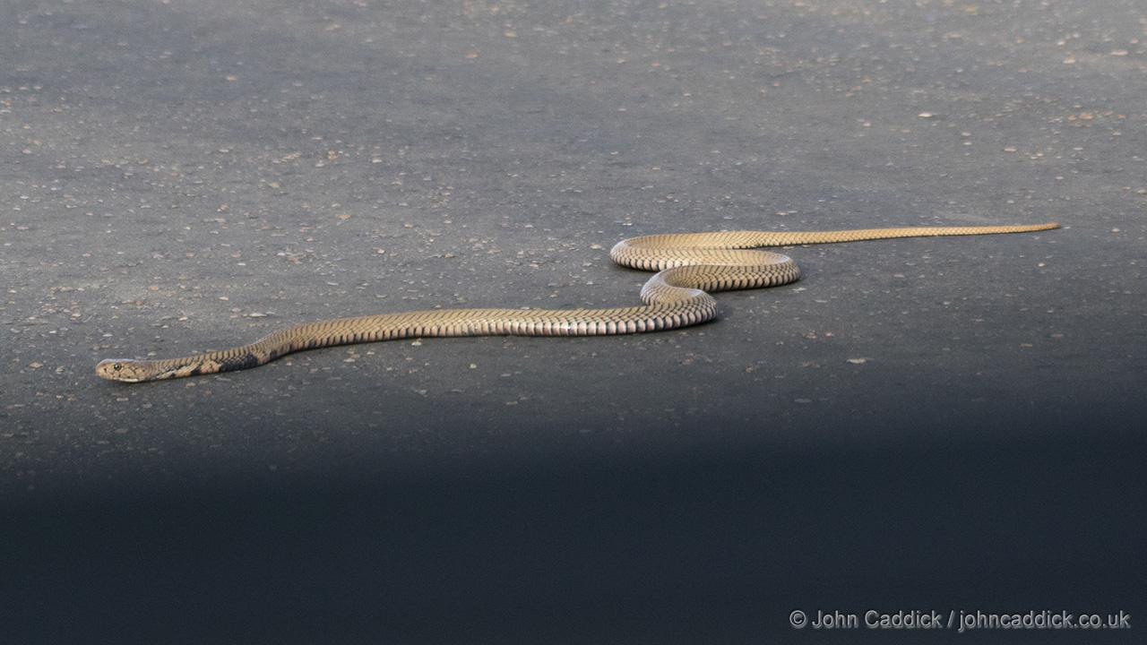 Mozambique Spitting Cobra