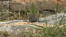 Four-striped Grass Mouse