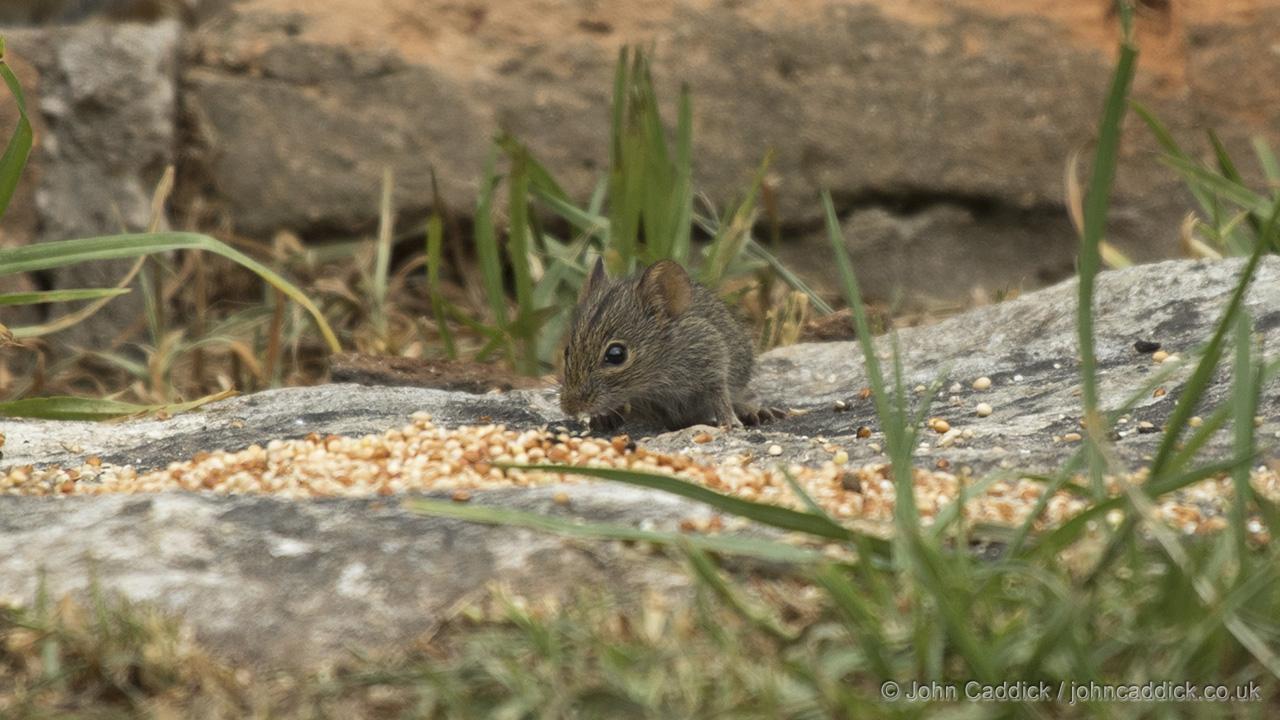 Four-striped Grass Mouse