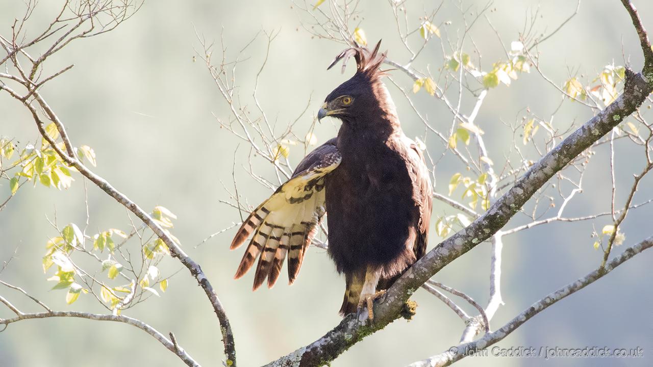 Long-crested Eagle