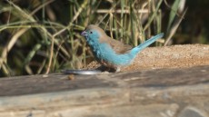 Blue Waxbill