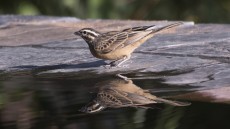 Cinnamon-breasted Bunting