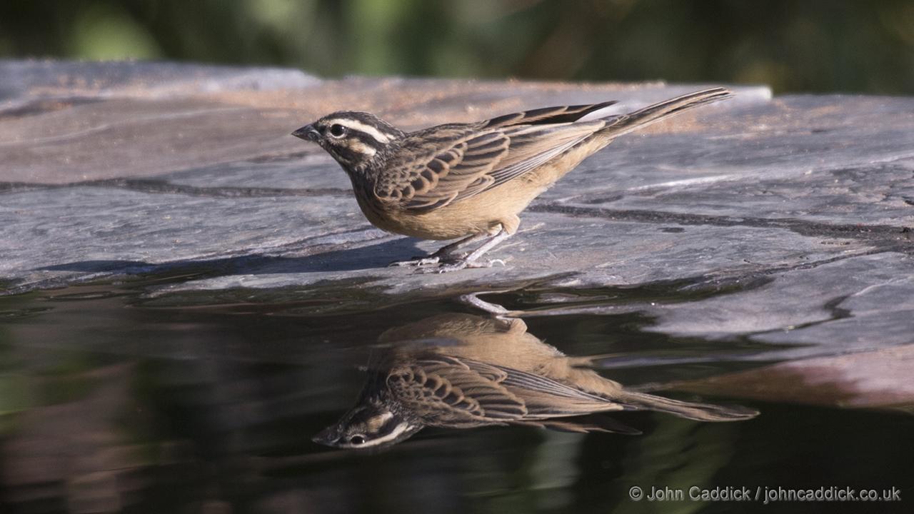 Cinnamon-breasted Bunting