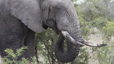 African Elephant