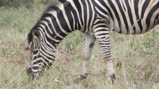 Burchell’s Zebra