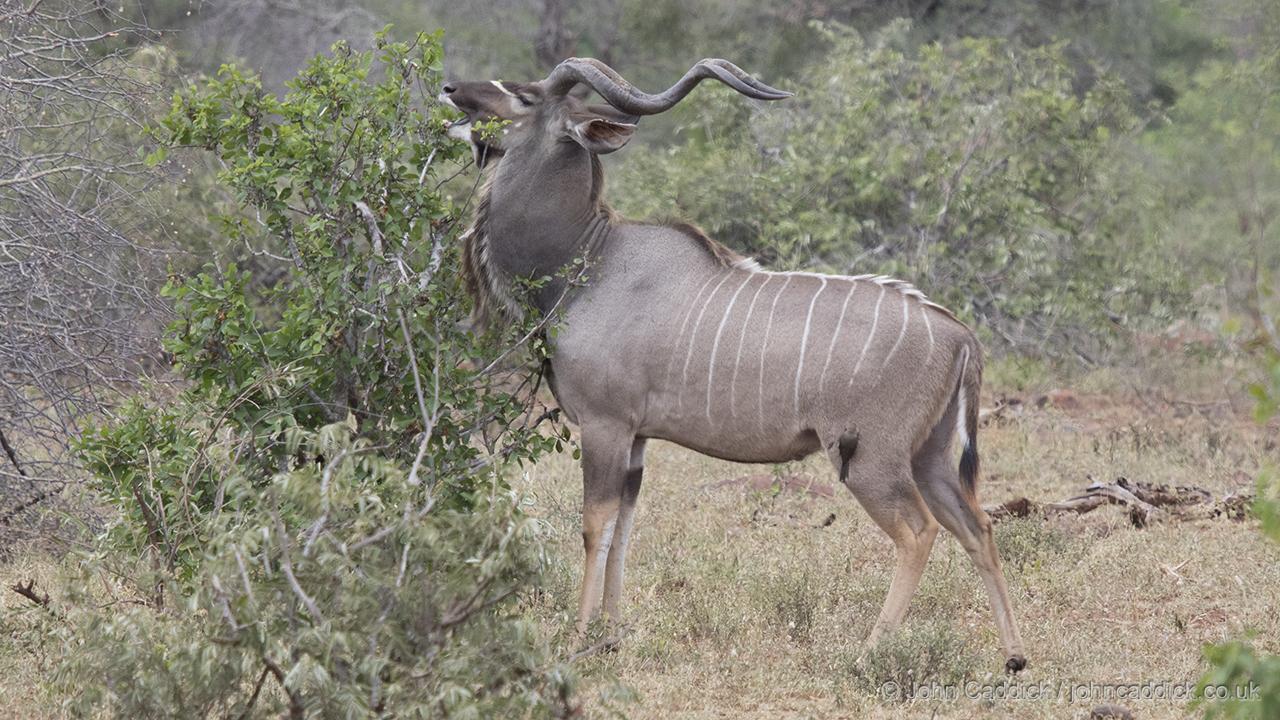 Greater Kudu