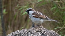 House Sparrow