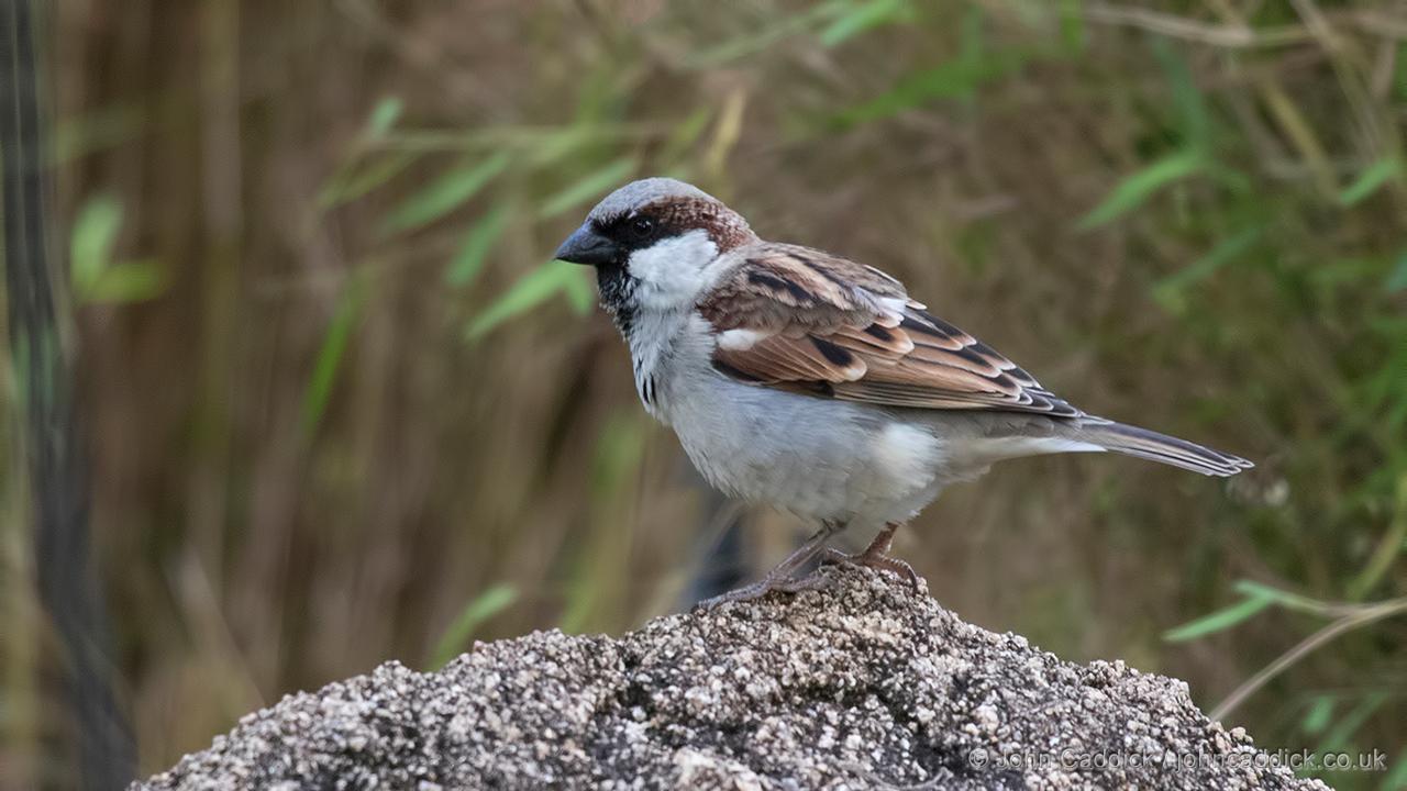 House Sparrow