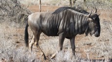 Blue Wildebeeste