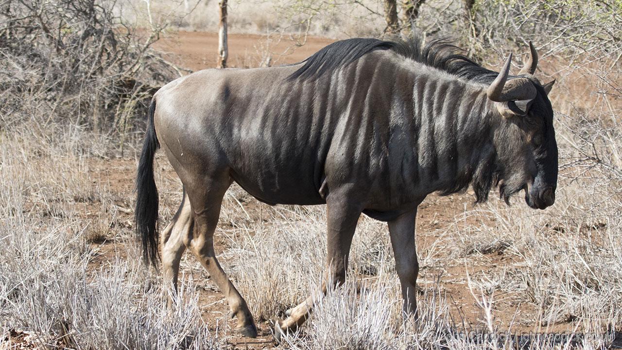 Blue Wildebeeste