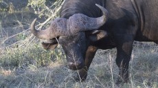 African Buffalo