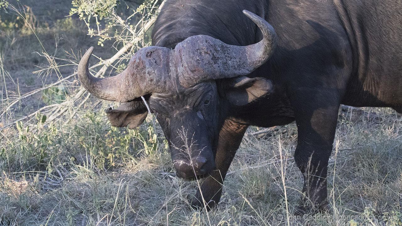 African Buffalo