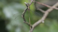 Willow Emerald Damselfly