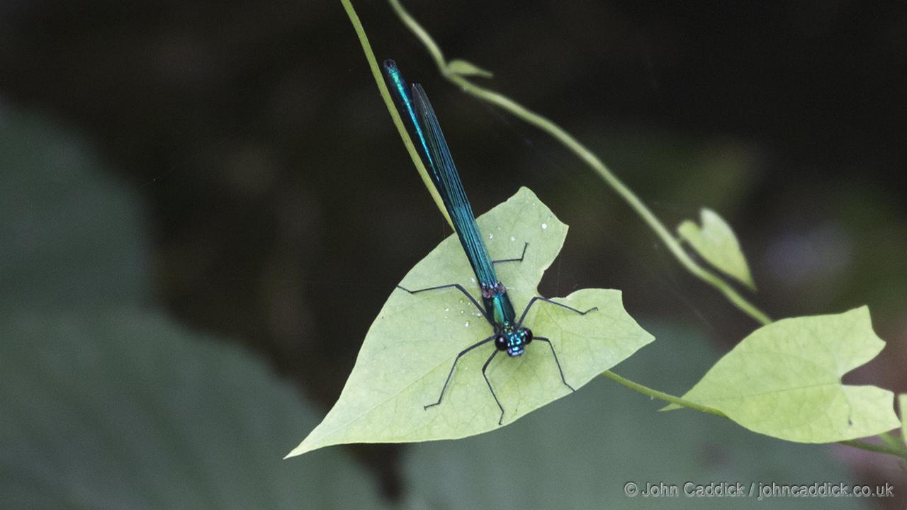 Banded Demoiselle