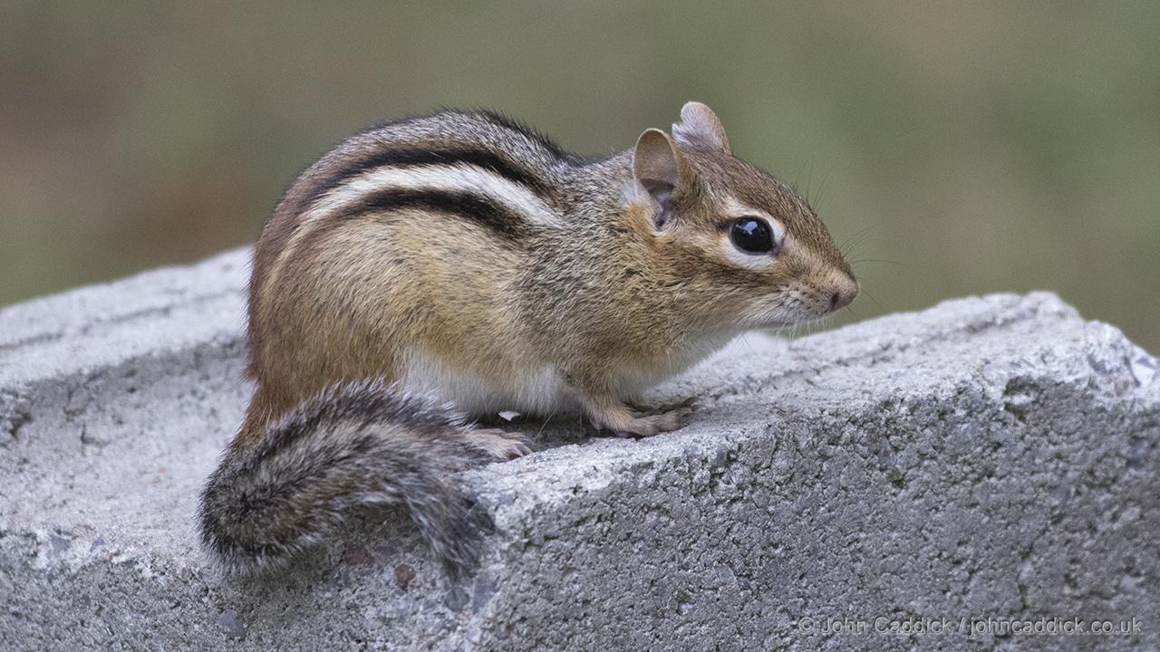 Eastern Chipmunk