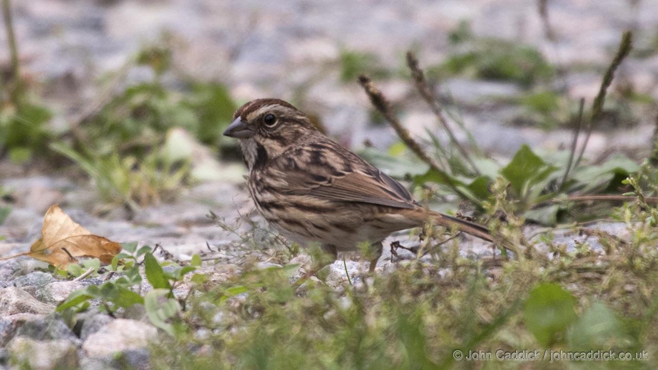 Song Sparrow