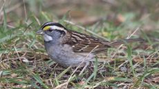 White-throated Sparrow