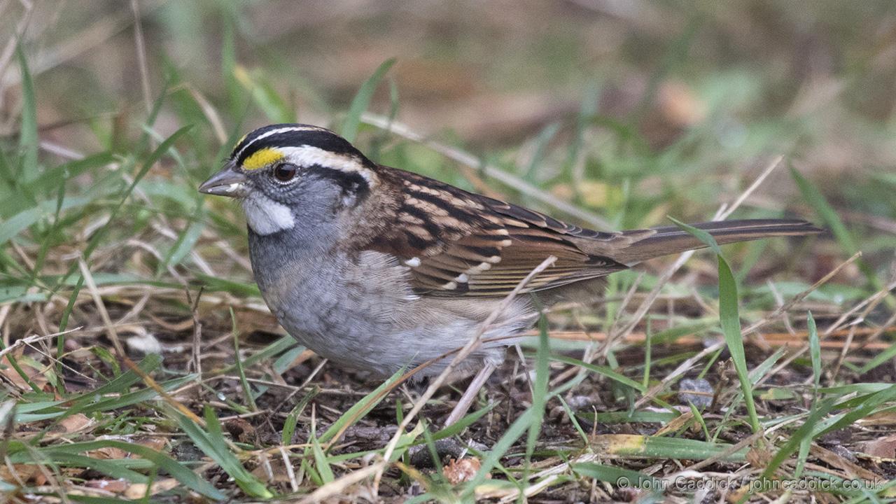 White-throated Sparrow
